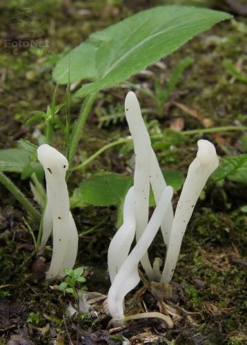 kyjačik (bližšie neurčený)