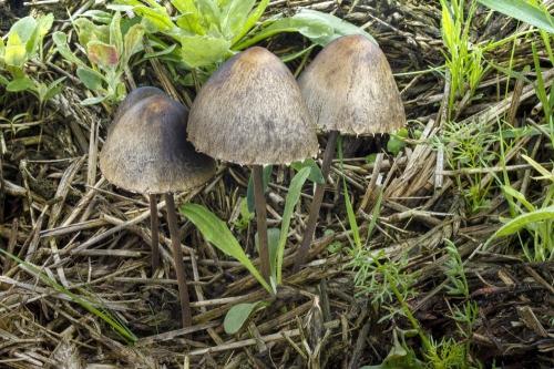 zvonovec obyčajný / kropenatec zvoncovitý