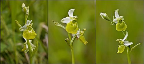 hmyzovník čmeľovitý