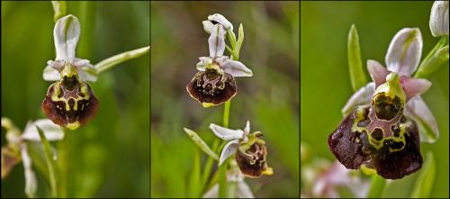 hmyzovník čmeľovitý