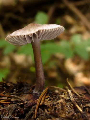 prilbička reďkovková / helmovka ředkvičková