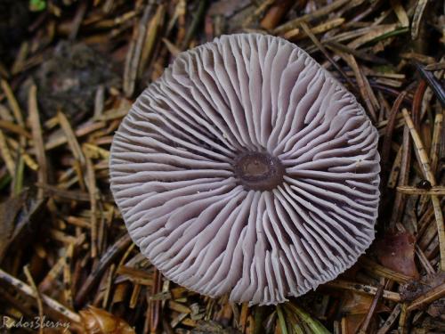 prilbička reďkovková / helmovka ředkvičková