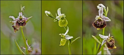 hmyzovník čmeľovitý