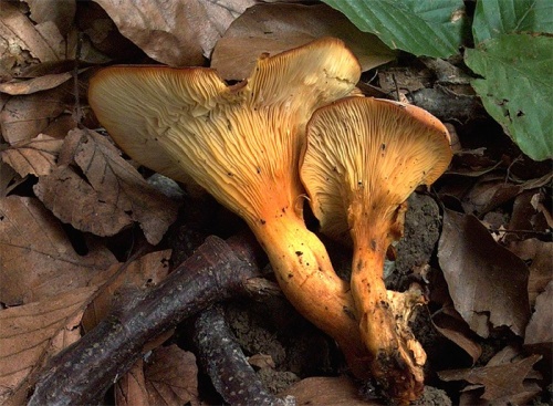 kališník hnedooranžový / hlíva olivová