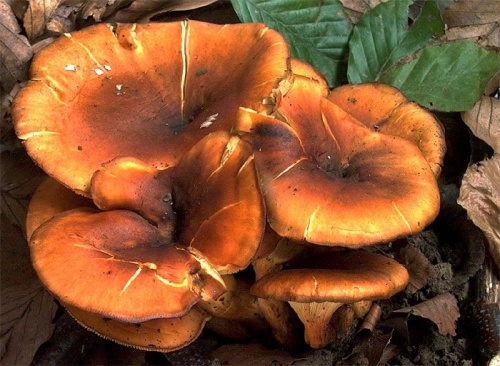 kališník hnedooranžový / hlíva olivová