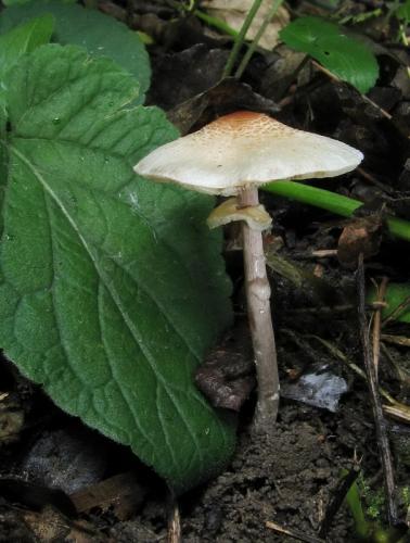 bedlička páchnúca / bedla hřebenitá