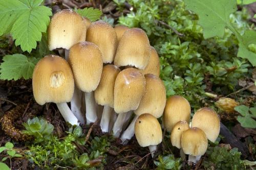 hnojník ligotavý / hnojník třpytivý