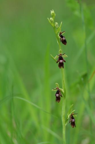 hmyzovník muchovitý