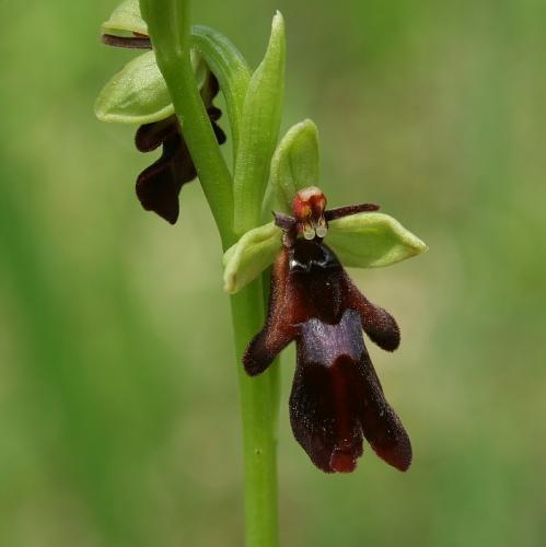 hmyzovník muchovitý