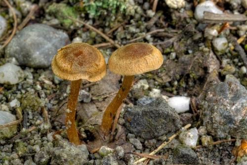 vláknica / vláknice Jakobova