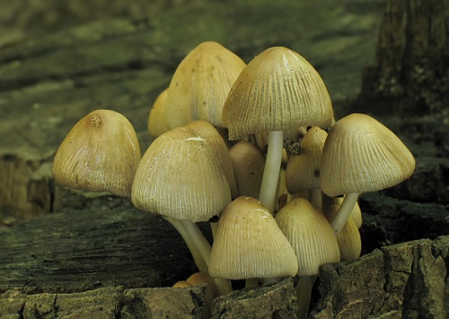 hnojník ligotavý / hnojník třpytivý