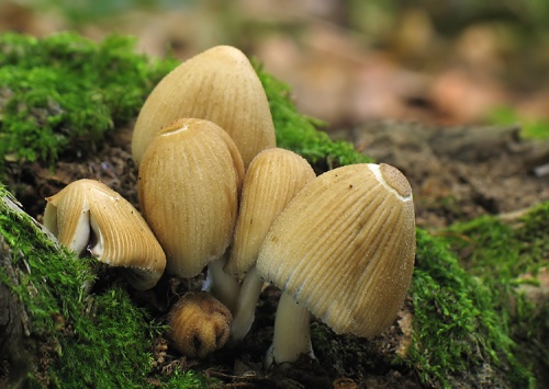 hnojník ligotavý / hnojník třpytivý