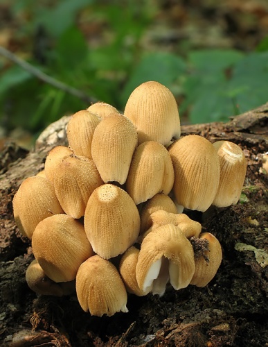 hnojník ligotavý / hnojník třpytivý