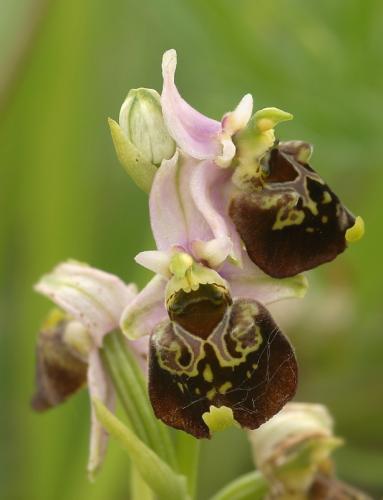 hmyzovník čmeľovitý