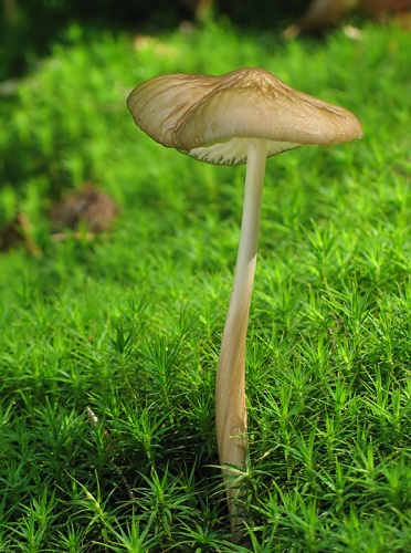 zamatka koreňujúca / penízovka kořenující