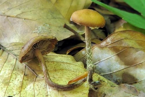 holohlavec / lysohlávka kosníkovýtrusá