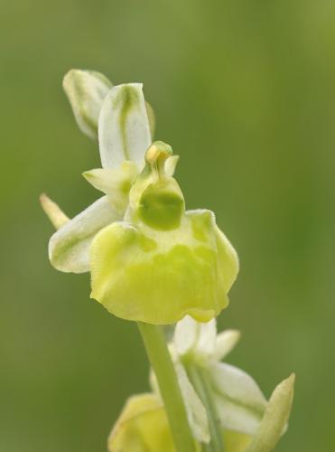 hmyzovník čmeľovitý