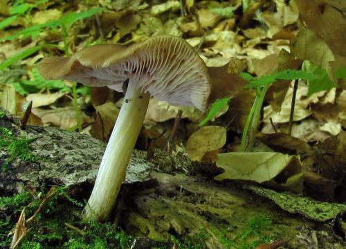 štítovka nízka / štítovka nízká
