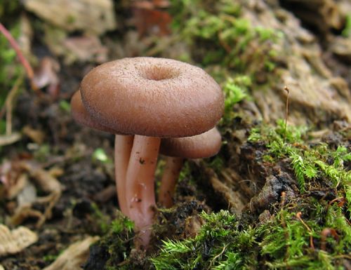 kalichovka fialovoružová / kalichovka lužní