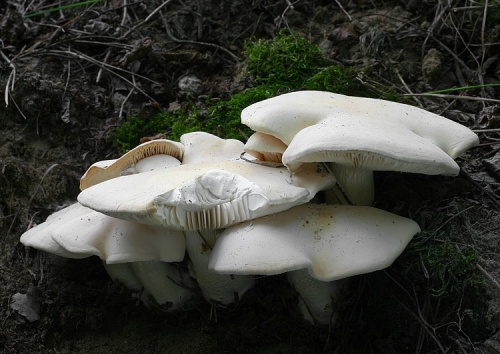 čechratec voňavý / běločechratka podivná