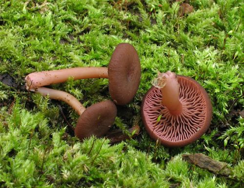 kalichovka fialovoružová / kalichovka lužní