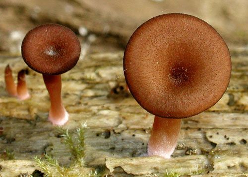 kalichovka fialovoružová / kalichovka lužní