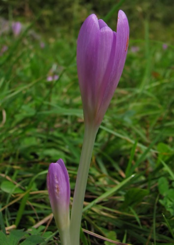 jesienka obyčajná