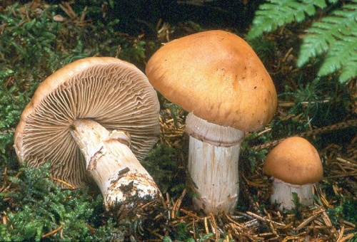 pavučinovec inovaťový / sluka svraskalá