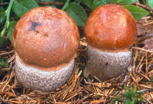 kozák smrekový / křemenáč smrkový