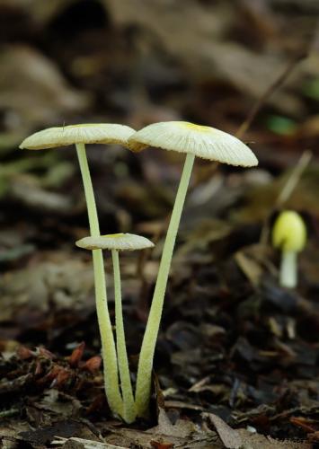 hnojovec žltý / slzečník žloutkový