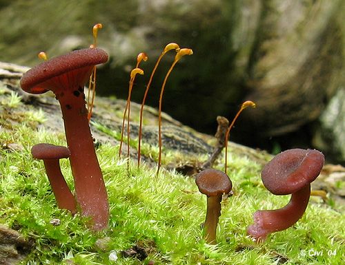 kalichovka fialovoružová / kalichovka lužní