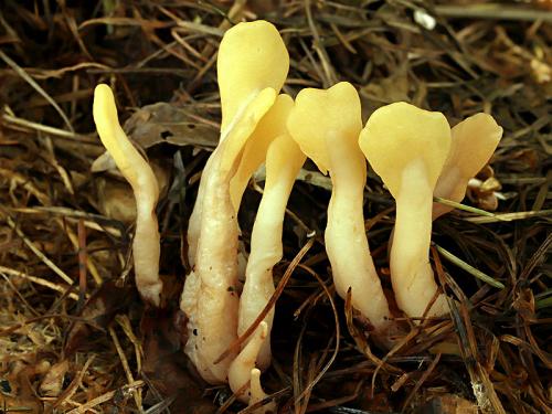 lopatička žltkastá / lopatička kyjovitá