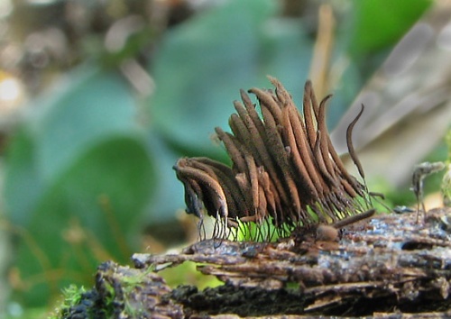 Pazderka hrdzavohnedá ?