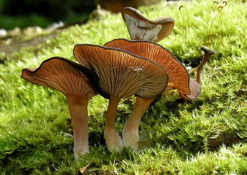 kalichovka fialovoružová / kalichovka lužní