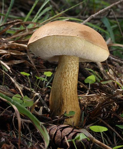 podhríb žlčový / hřib žlučník