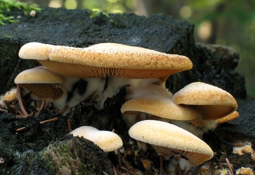 hlivník hniezdovitý / hlíva hnízdovitá