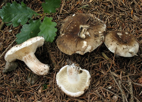 plávka hustolupeňová / holubinka hustolistá