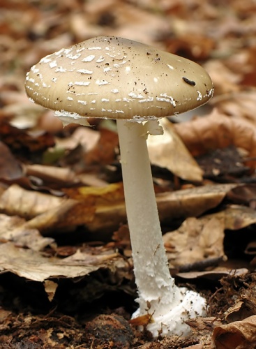 muchotrávka tigrovaná / muchomůrka tygrovaná