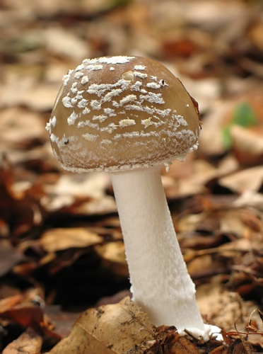 muchotrávka tigrovaná / muchomůrka tygrovaná