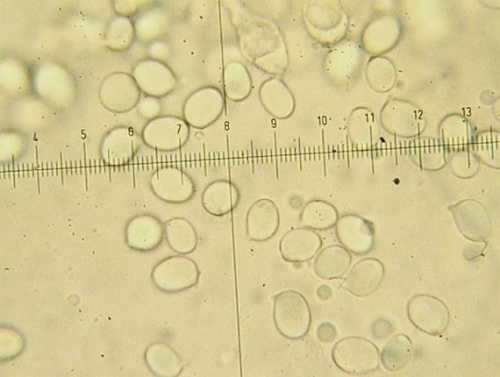 muchotrávka tigrovaná / muchomůrka tygrovaná