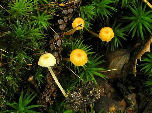 machovček oranžový / kalichovka oranžová