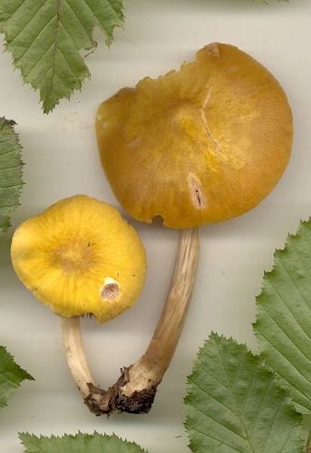 štítovka žltá / štítovka žlutá