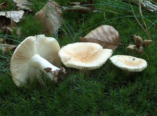 plávka žlčová / holubinka žlučová