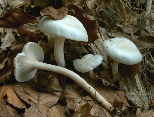 šťavnačka mydlová / šťavnatka drvopleňová