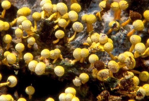 Vápenatka citrónová