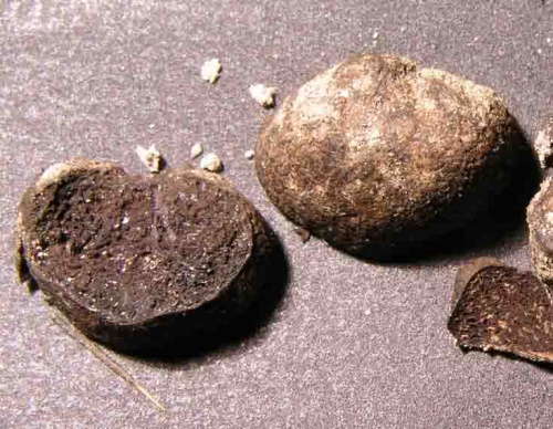 černúšik pochybný / černoušek obojetný