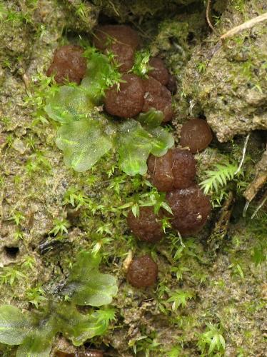 budiera ostnatovýtrusná