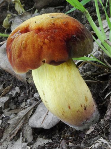 hríb Quéletov / hřib Quéletův