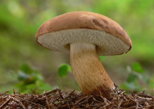 suchohríb hnedý / hřib hnědý