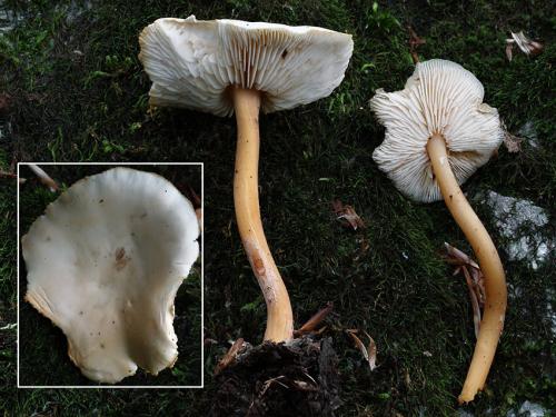 peniazovka bledá / penízovka vodnatá